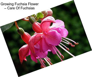 Growing Fuchsia Flower – Care Of Fuchsias