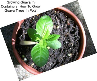 Growing Guava In Containers: How To Grow Guava Trees In Pots