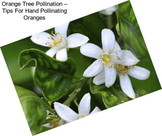 Orange Tree Pollination – Tips For Hand Pollinating Oranges