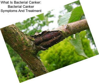 What Is Bacterial Canker: Bacterial Canker Symptoms And Treatment