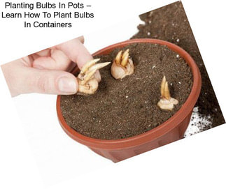 Planting Bulbs In Pots – Learn How To Plant Bulbs In Containers