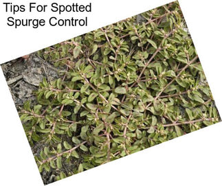 Tips For Spotted Spurge Control