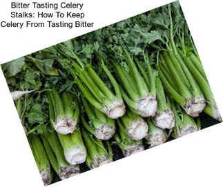 Bitter Tasting Celery Stalks: How To Keep Celery From Tasting Bitter