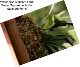 Watering A Staghorn Fern: Water Requirements For Staghorn Ferns