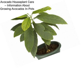 Avocado Houseplant Care – Information About Growing Avocados In Pots