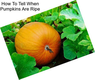 How To Tell When Pumpkins Are Ripe