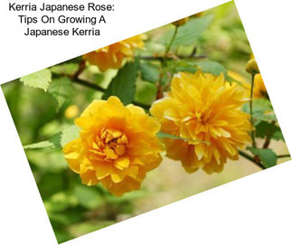 Kerria Japanese Rose: Tips On Growing A Japanese Kerria