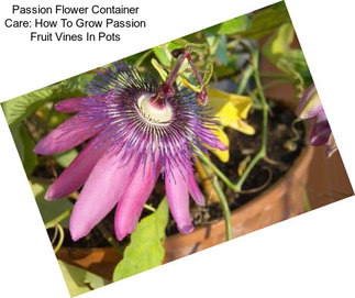 Passion Flower Container Care: How To Grow Passion Fruit Vines In Pots