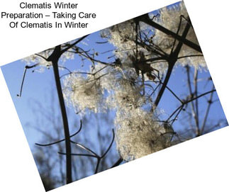Clematis Winter Preparation – Taking Care Of Clematis In Winter