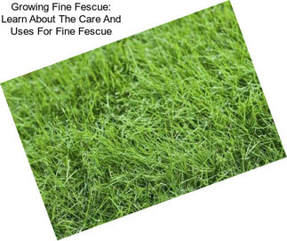 Growing Fine Fescue: Learn About The Care And Uses For Fine Fescue