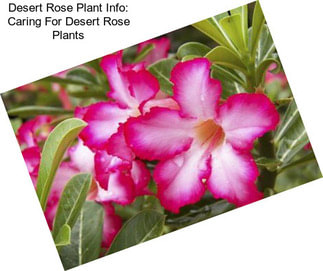Desert Rose Plant Info: Caring For Desert Rose Plants