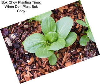 Bok Choy Planting Time: When Do I Plant Bok Choy