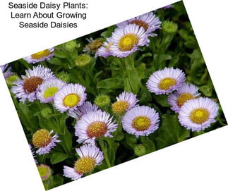 Seaside Daisy Plants: Learn About Growing Seaside Daisies