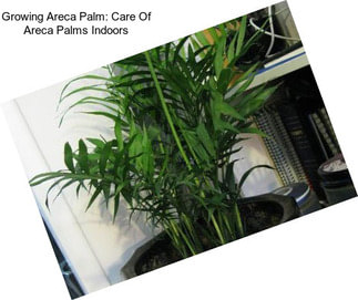 Growing Areca Palm: Care Of Areca Palms Indoors