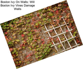 Boston Ivy On Walls: Will Boston Ivy Vines Damage Walls