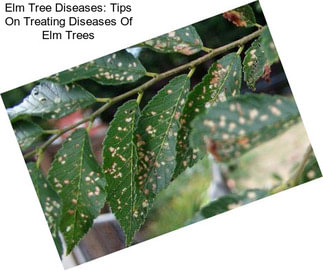 Elm Tree Diseases: Tips On Treating Diseases Of Elm Trees