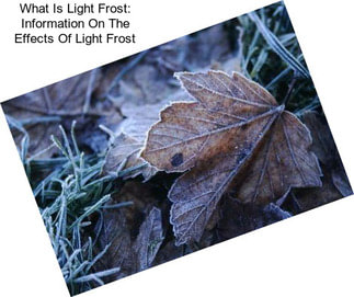 What Is Light Frost: Information On The Effects Of Light Frost
