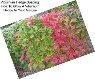 Viburnum Hedge Spacing: How To Grow A Viburnum Hedge In Your Garden