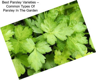 Best Parsley Varieties – Common Types Of Parsley In The Garden