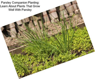 Parsley Companion Planting: Learn About Plants That Grow Well With Parsley
