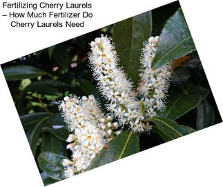 Fertilizing Cherry Laurels – How Much Fertilizer Do Cherry Laurels Need