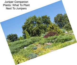 Juniper Companion Plants: What To Plant Next To Junipers
