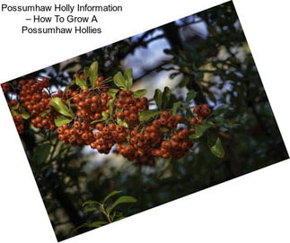 Possumhaw Holly Information – How To Grow A Possumhaw Hollies