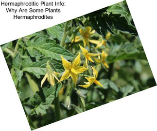Hermaphroditic Plant Info: Why Are Some Plants Hermaphrodites