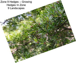 Zone 9 Hedges – Growing Hedges In Zone 9 Landscapes