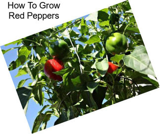 How To Grow Red Peppers