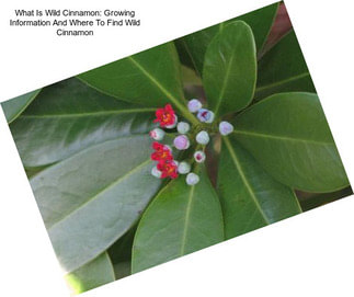 What Is Wild Cinnamon: Growing Information And Where To Find Wild Cinnamon