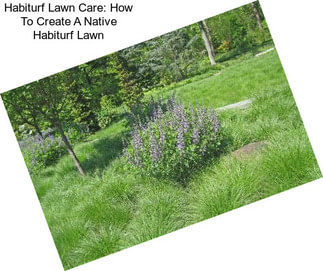 Habiturf Lawn Care: How To Create A Native Habiturf Lawn