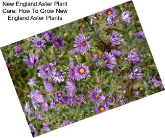 New England Aster Plant Care: How To Grow New England Aster Plants