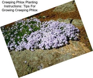 Creeping Phlox Planting Instructions: Tips For Growing Creeping Phlox