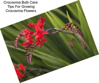 Crocosmia Bulb Care: Tips For Growing Crocosmia Flowers