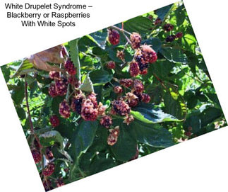 White Drupelet Syndrome – Blackberry or Raspberries With White Spots