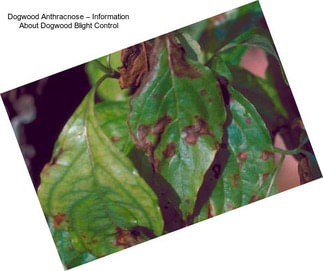 Dogwood Anthracnose – Information About Dogwood Blight Control