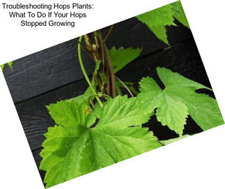 Troubleshooting Hops Plants: What To Do If Your Hops Stopped Growing