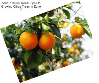 Zone 7 Citrus Trees: Tips On Growing Citrus Trees In Zone 7