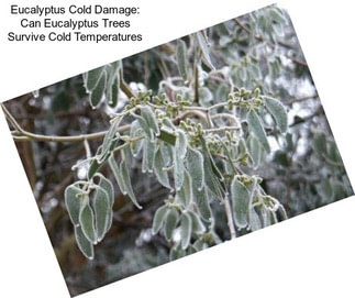 Eucalyptus Cold Damage: Can Eucalyptus Trees Survive Cold Temperatures