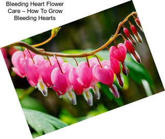 Bleeding Heart Flower Care – How To Grow Bleeding Hearts