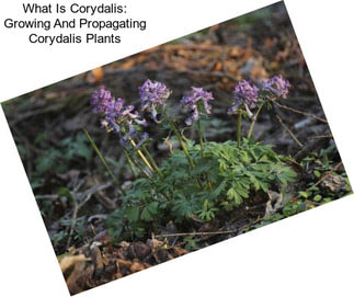 What Is Corydalis: Growing And Propagating Corydalis Plants