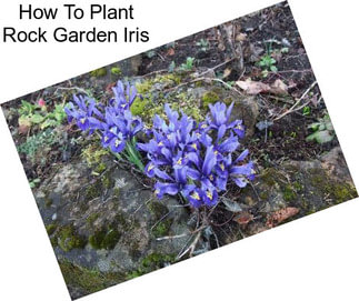 How To Plant Rock Garden Iris