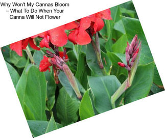 Why Won\'t My Cannas Bloom – What To Do When Your Canna Will Not Flower