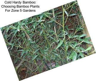 Cold Hardy Bamboo: Choosing Bamboo Plants For Zone 5 Gardens