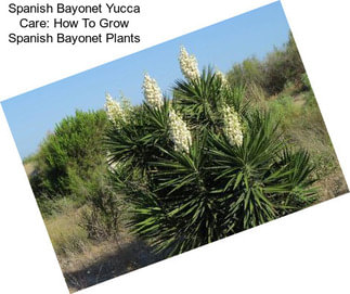Spanish Bayonet Yucca Care: How To Grow Spanish Bayonet Plants