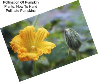 Pollination Of Pumpkin Plants: How To Hand Pollinate Pumpkins