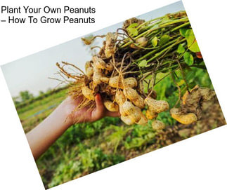 Plant Your Own Peanuts – How To Grow Peanuts