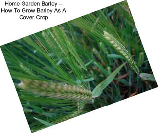 Home Garden Barley – How To Grow Barley As A Cover Crop