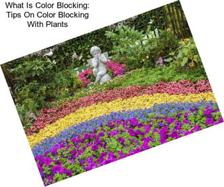 What Is Color Blocking: Tips On Color Blocking With Plants